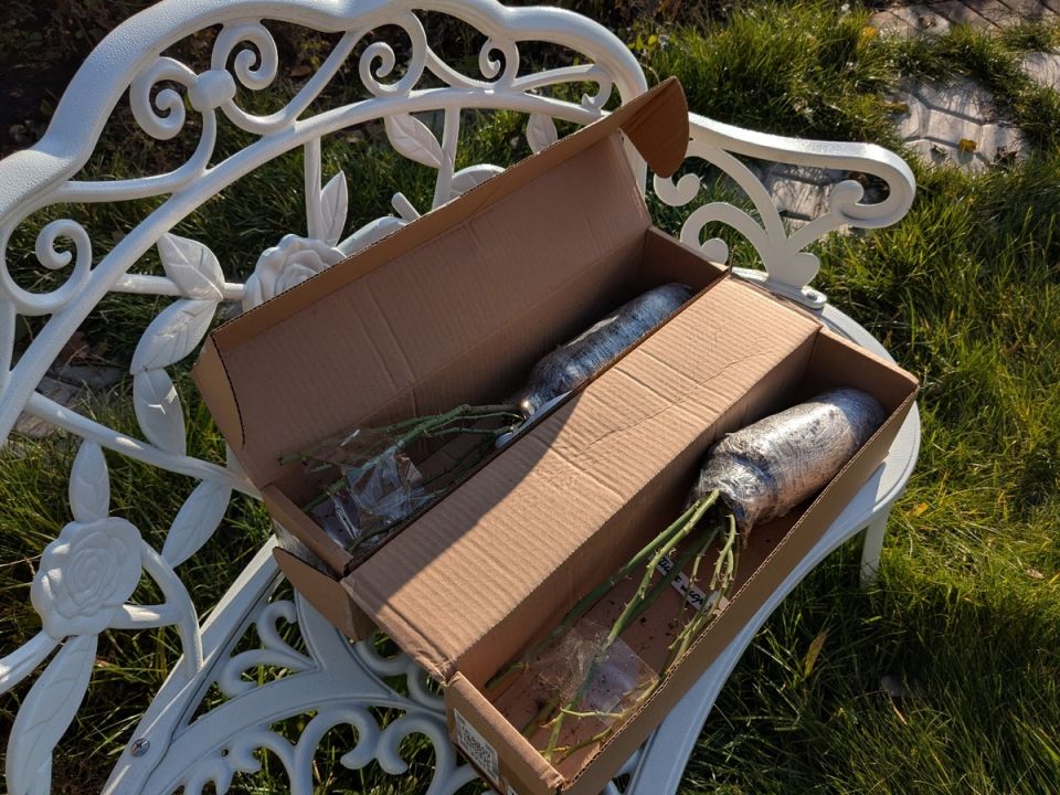 Неожиданные розы: покупка на маркетплейсе, которая удивила