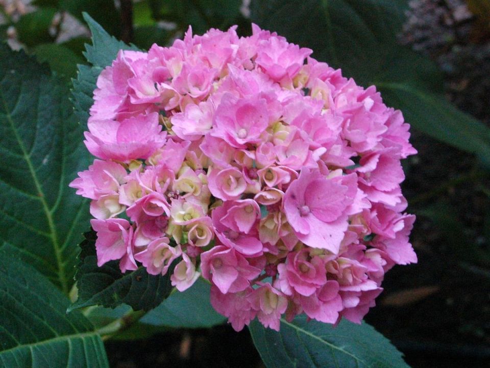 Как правильно подготовить гортензию к зиме: советы опытных садоводов