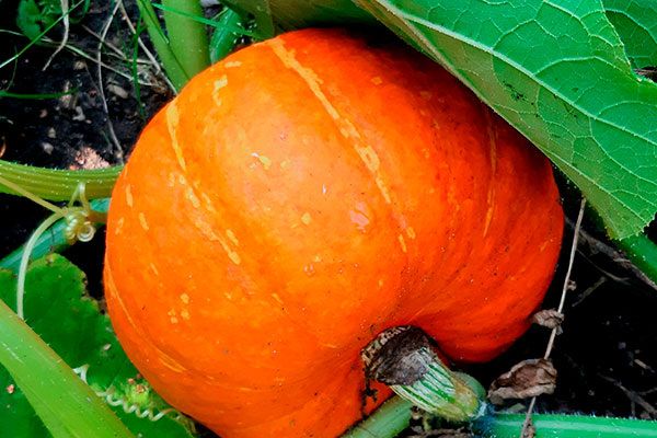 Тыква Плюшка: Новый хит среди садоводов