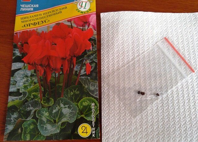 Как вырастить красивый цикламен из семян