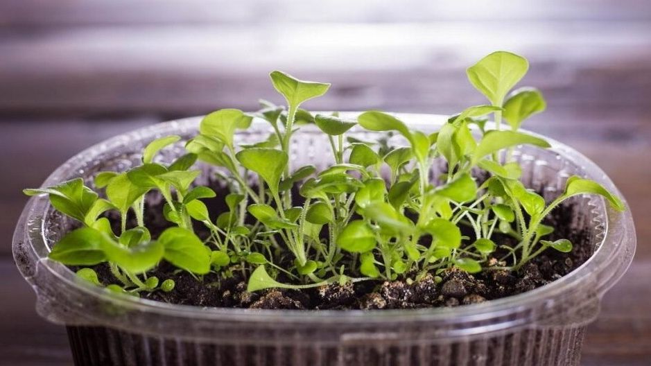 Почему рассада петуний гибнет: 6 основных причин