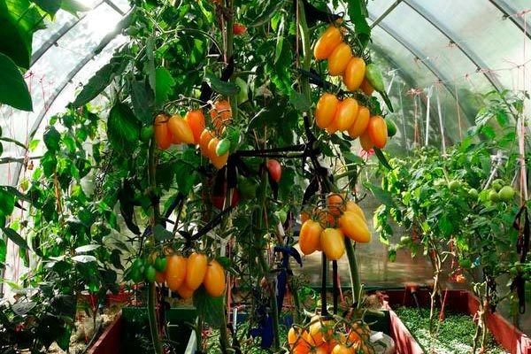 Томат Котя: сладкое удовольствие с великолепным урожаем