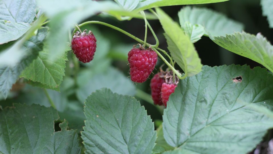 Болезни и вредители обойдут малину стороной: поможет одна процедура
