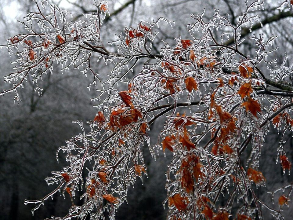 Февральские угрозы для вашего сада: как защитить растения от нежелательных проблем