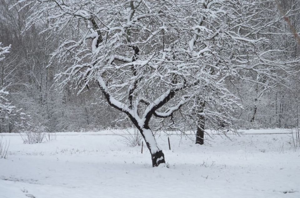 Зимние секреты для защиты яблонь от весенних холодов