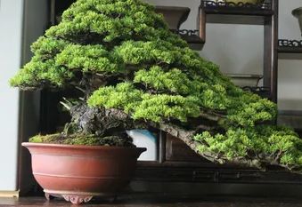 Искусство создания бонсай: как сосна становится живой миниатюрой