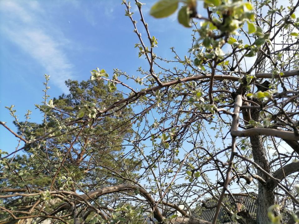 Похолодание в саду: что сажать в мае