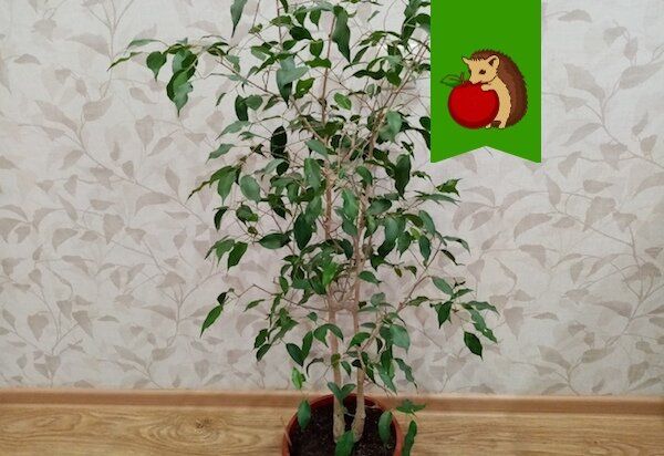 Упрощаем уход за большими комнатными растениями с помощью необычного дренажа