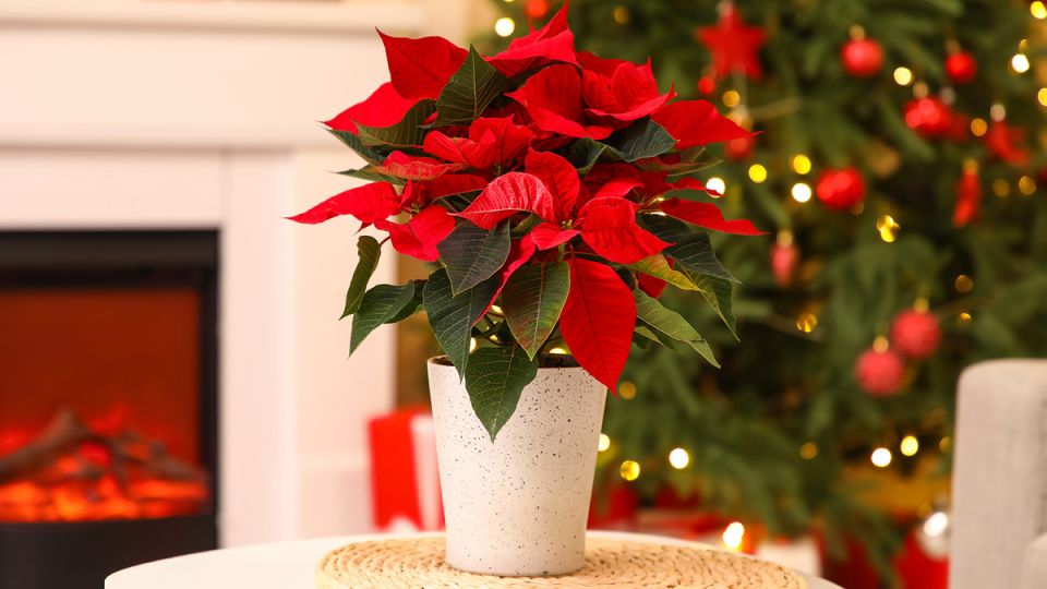 ����������� ������: ��� �������� ��� ������ ����������