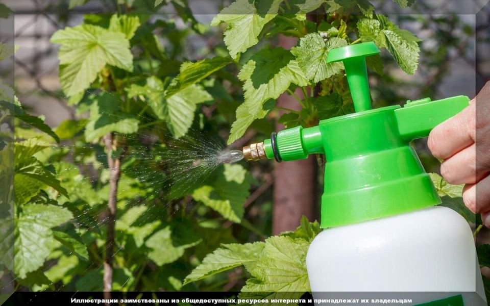 ����������� ������� ������ � ����: ���������� �������� ��� ���������