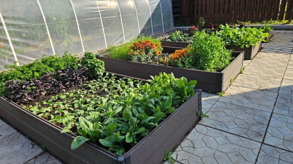 ���� �������� ��������� �����: ��� ���������� ��� ��� ��������� ������