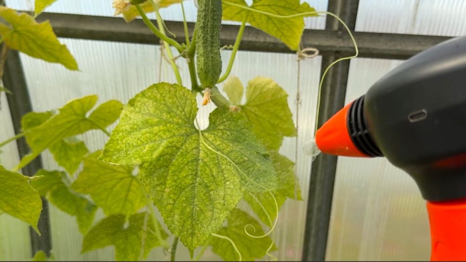 ��� ������� ����� ����������� �������: ����������� ������� �������������� ������