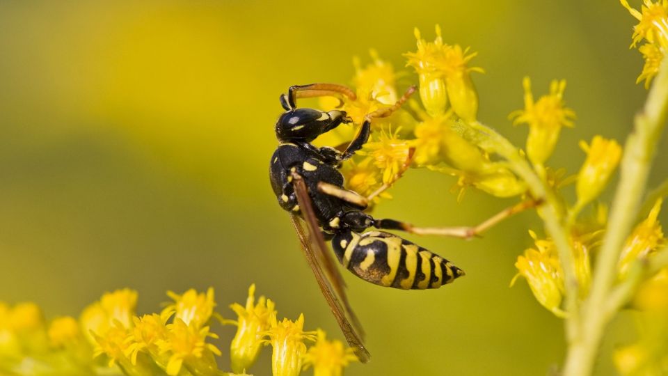 ����������� ������ ������ �� ����������: ����� ���������� �� �� �� ������ �������