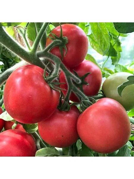 ������� �������: ��� ���� ������� �������� ����������� ������� ������