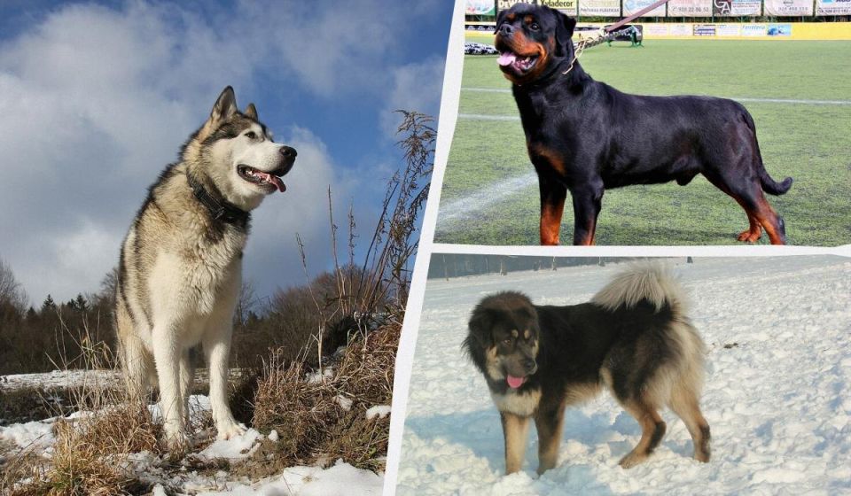 ������-�������: ���-10 ����� ������� �����, ������� �� ������ �������, �� � ������ ������� ��������