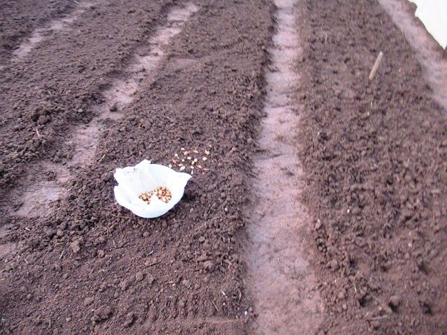 осенняя посадка лука: стоит ли мульчировать грядку перед зимой?