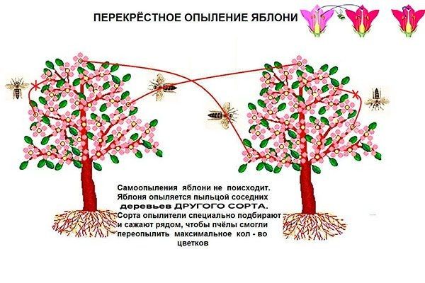 ��� ������� ���������� ��� ������ � ��������� ������