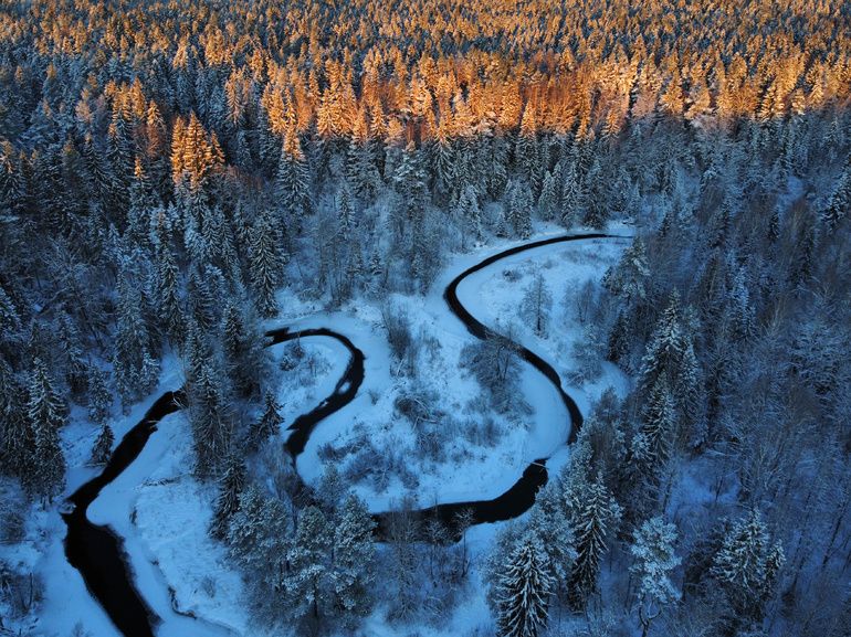 Неожиданный зимний урожай грибов в лесах под Петербургом