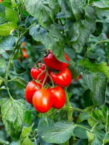 ����� ��� ����� ���������: ������������� ������ ���� � ����� ������