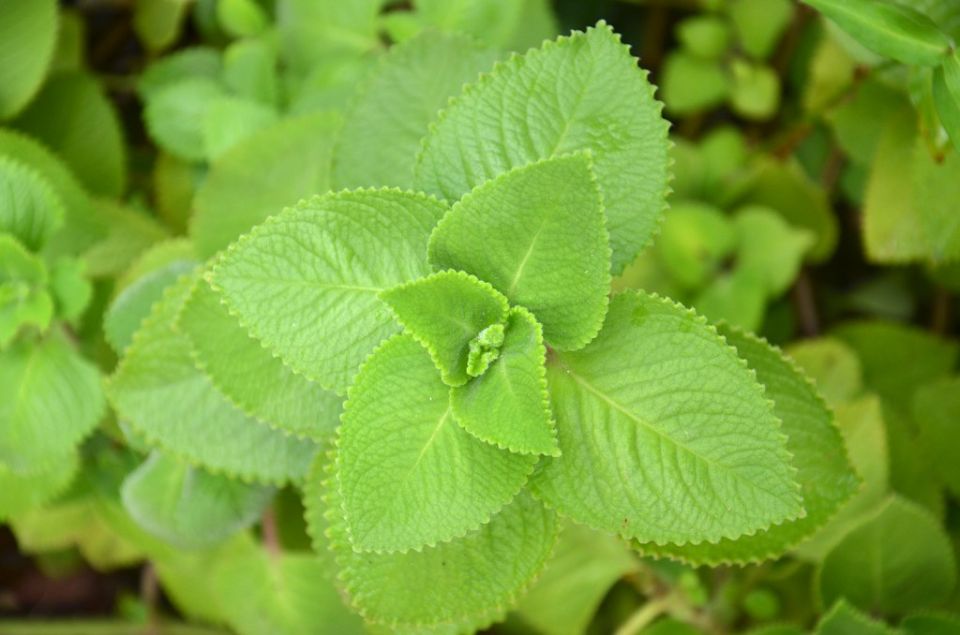 Орегано в кухне: простые способы добавить аромат и вкус