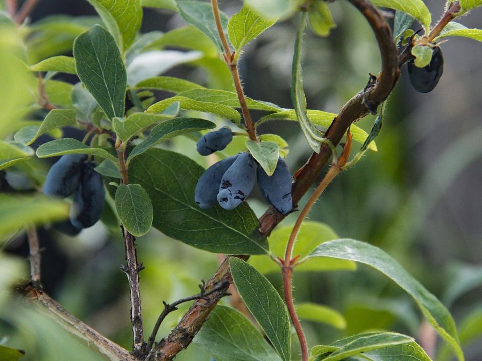 Как правильно ухаживать за жимолостью для щедрого урожая