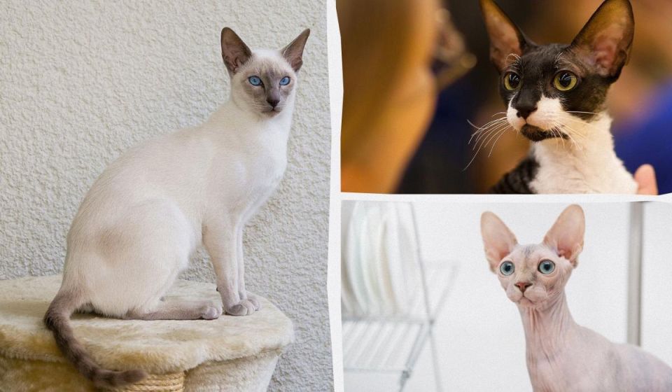 Кошки, которые не оставят шерсти на вашем диване: 9 пород для аллергиков