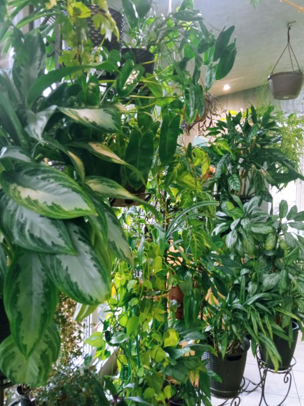 ������ ��� ���� �����������: ��� ������ ������ ��������� ����������