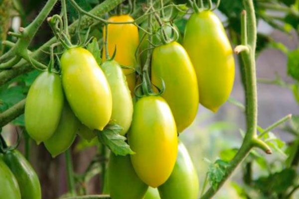 ������ ����� ������: ��� ��������� ��������� ������� ���������