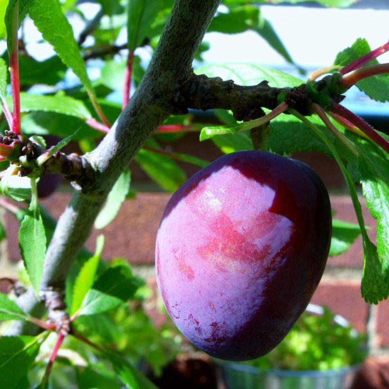 ��� �������� ����� �� �����������: ������ ������ ��� ���������