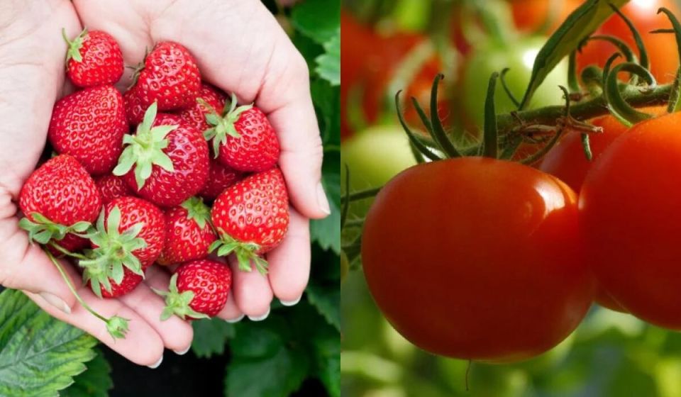 Что сажать после клубники: ловушки для неосторожных садоводов