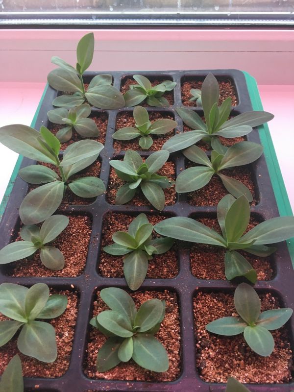 ��� ������� ��������� �������: ������ � ���������� �� ��������