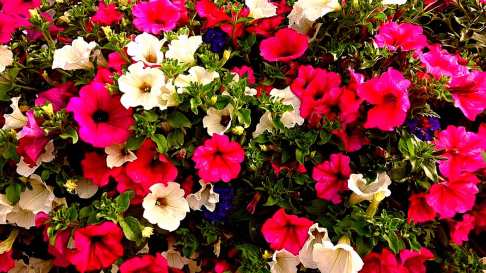 ��� ������� ������� ������� ����� ������� ������ �� ����