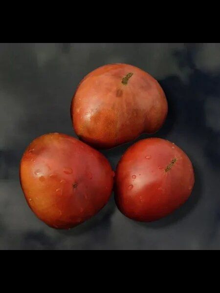 ����� 1884: ������� ������ ��� ��������� ���������