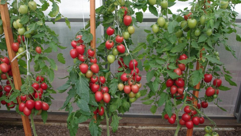 ����� ������������ ������� ��� ������: 6 ������ ������ � ������� �����