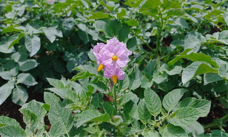 ���������� ������������ ������ ���� ����� ������������� �������� ��������