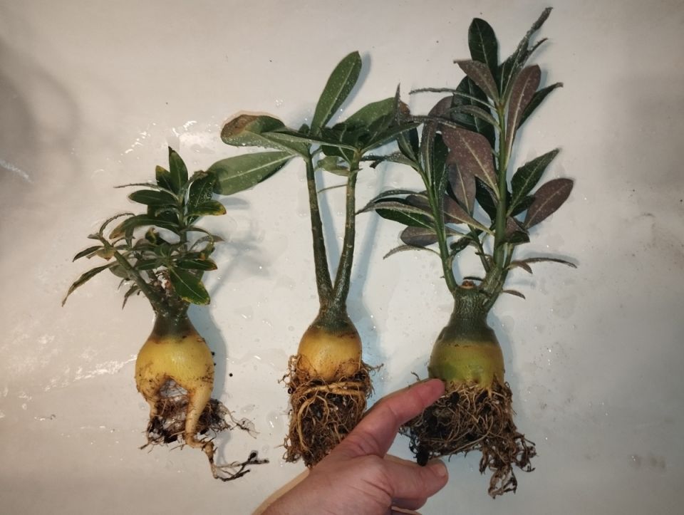 ������������ ��������: ������ �� ������� � ����� � �����������