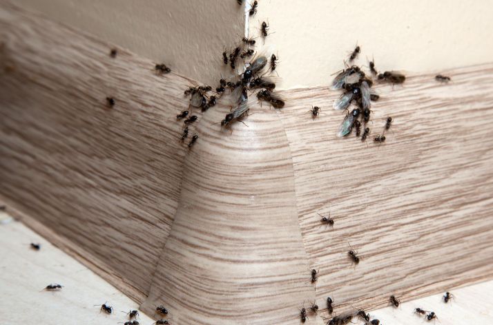 ��� ���������� �� ��������: ������� � ������ ������ ���������� ������