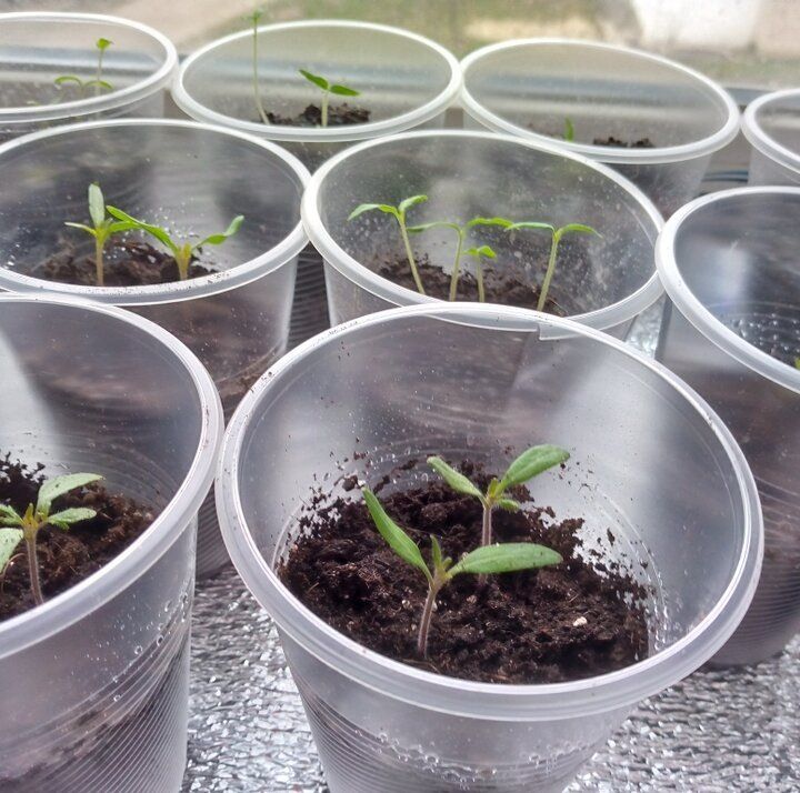 ��� �������� ������� �� ������ �� �����������: ����������� ������