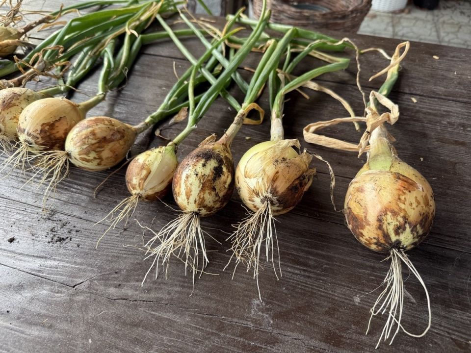 Выращивание лука Эксибишен из семян: секреты успешного агронома