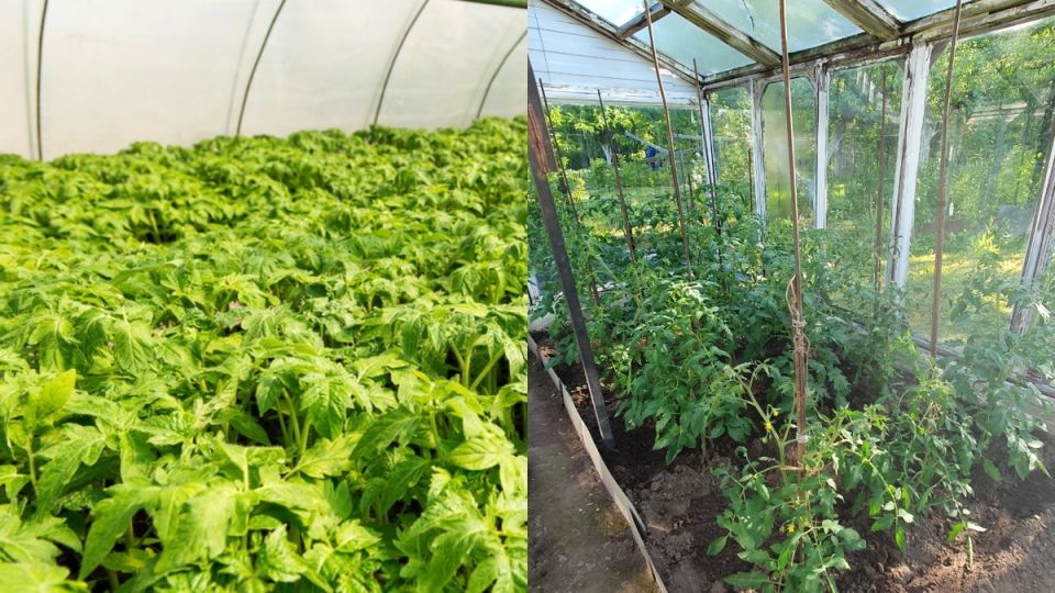 Как отказ от обрезки томатов привел к двукратному увеличению урожая