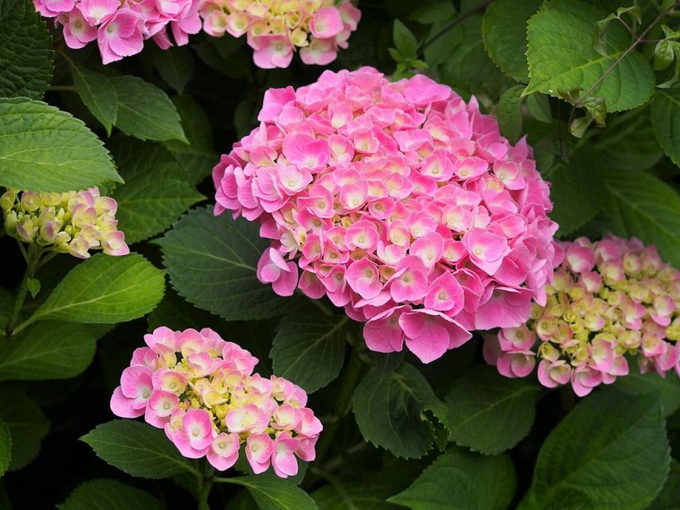 ��� ����������� ��������� ������, ����� �������� ������ ��������