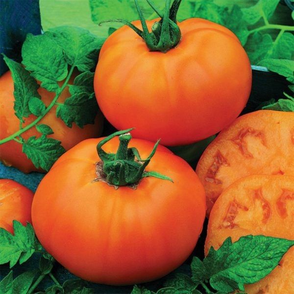 Томат Оранж Бул F1: яркий гибрид с мощным кустом и мясистыми плодами