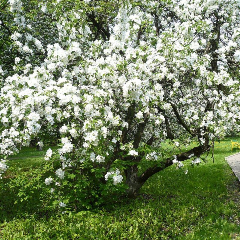 Соседи для яблонь: какие растения обходить стороной?