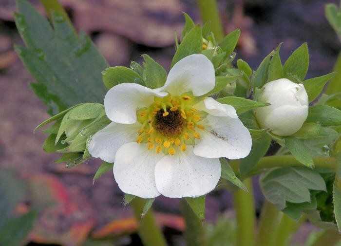 ���� ����������� ������, �������� ��������� �������� �����