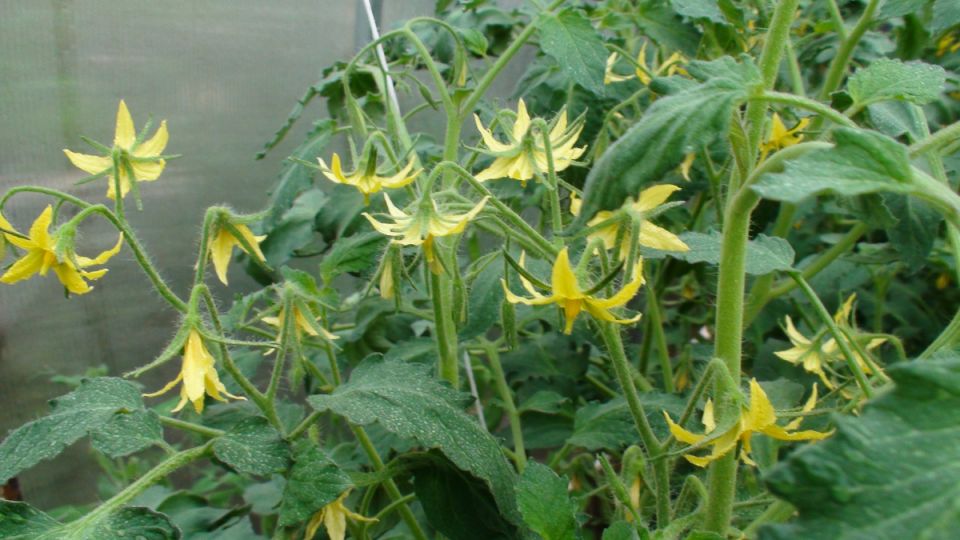 ������: ��� ��������� ��������� ������ ��������� ����� ������� � �����