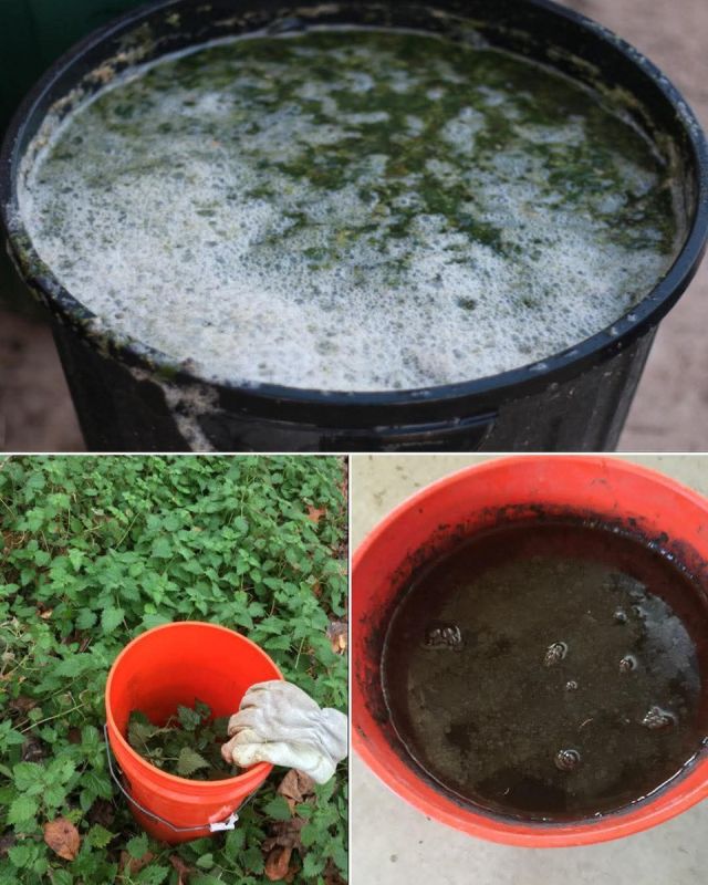 Неожиданные секреты для вашего сада: Как природные удобрения и инсектициды могут изменить всё