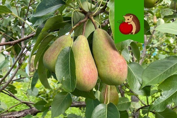 ������ ����� ����� �� �����������: �������� �������