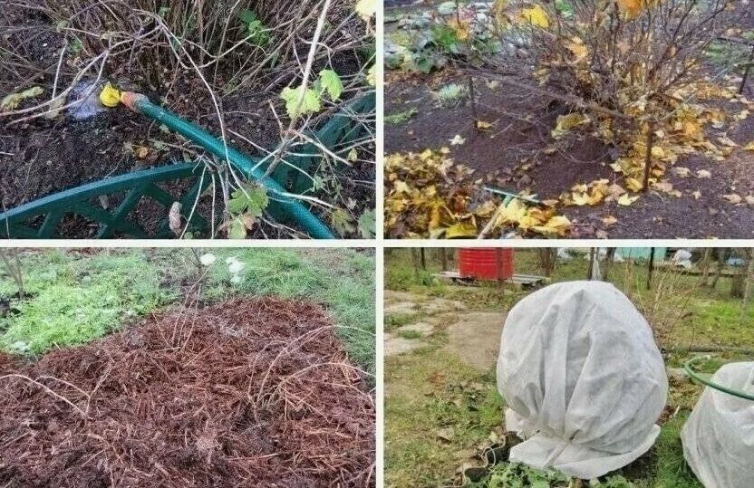 ��� ����������� ��������� � ���� ���������