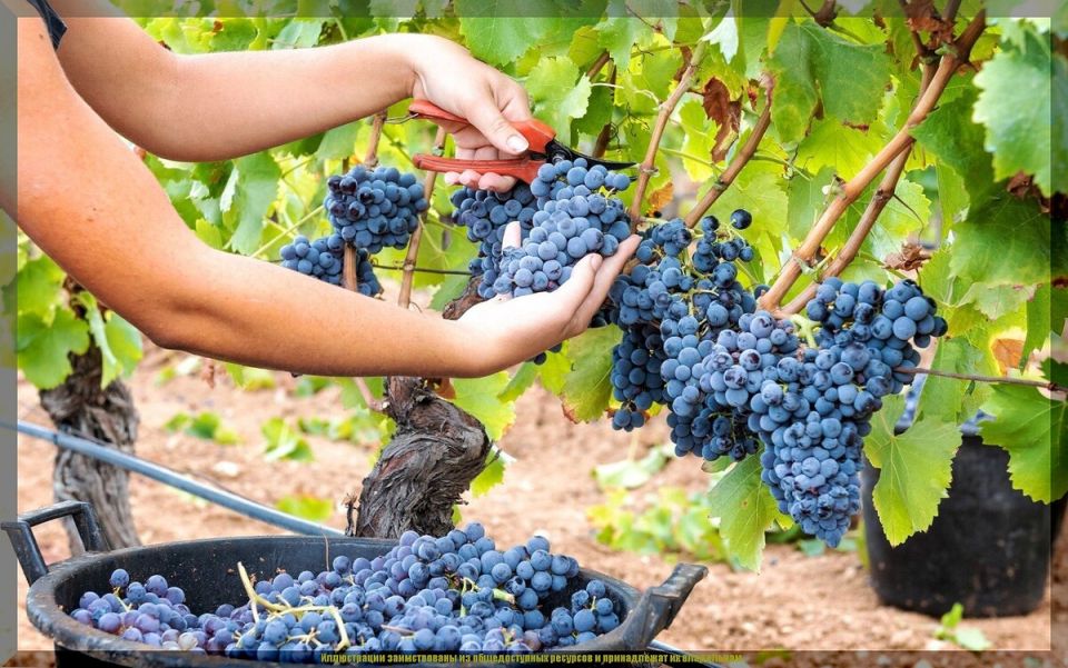 Как ускорить созревание винограда: полезные советы для дачников