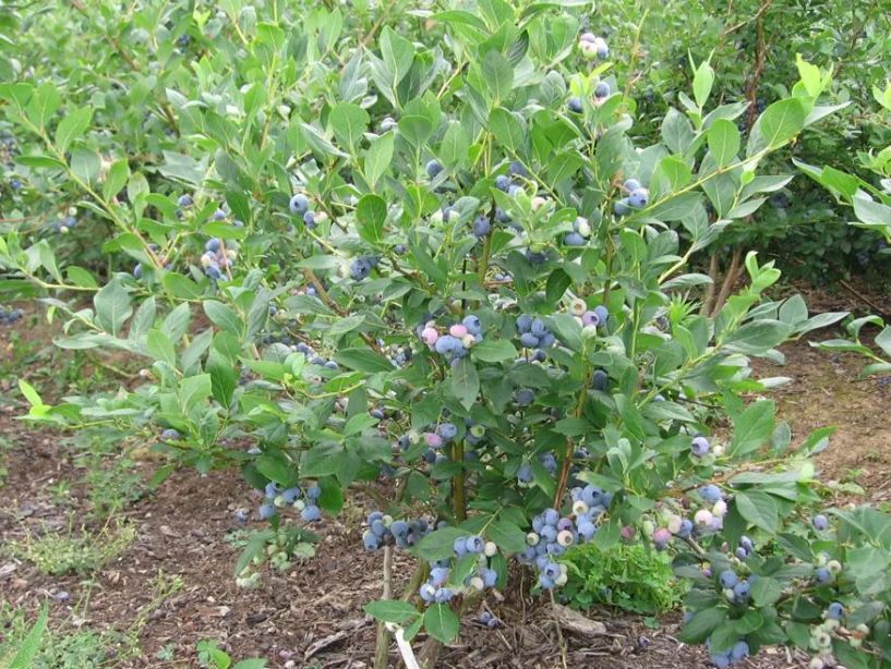 Голубика: новый секрет для женского здоровья